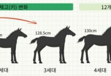 알디에이(RDA)승용마 방목, 제주 중산간 초지 누벼
