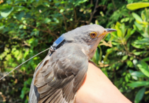 여름 철새 두견이 아프리카까지 날아간다… 이동 경로 세계 최초 확인