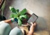 MZ세대도 주목하는 ‘걷기 루틴’…쉽게 실천하는 건강 습관법 Person planting a houseplant and checking phone